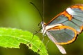 Butterfly on flower. Butterfly with transparent clearwing `glass` wings Greta oto closeup macro photo.