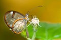 Clearwing butterfly with transparent `glass` wings Greta oto closeup sitting on a leaf flower