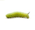 Clearwing Caterpillar