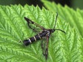Clearwing currant moth resting on a leaf. Royalty Free Stock Photo