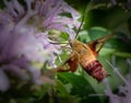 A clearwing hummingbird moth amid a meadow full of bee balm flowers