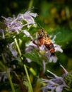 A clearwing hummingbird moth feeds on a bee balm flower