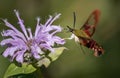 A clearwing hummingbird moth feeds on a bergamot flower