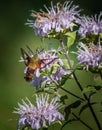 A clearwing hummingbird moth feeds on some bergamot flowers