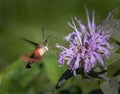 A clearwing hummingbird moth feeds on a purple bee balm flower