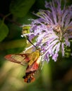 A clearwing hummingbird moth feeds on a purple bee balm flower