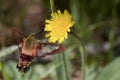 Clearwing hummingbird moth - hemaris thysbe Royalty Free Stock Photo