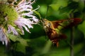 A clearwing hummingbird moth hovers as it feeds on a bee balm flower
