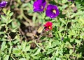 A Clearwing Moth feeds on a flower Royalty Free Stock Photo