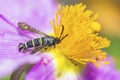Clearwing moth, Sazonia Fenusaeformis, on Hoary Rock-Rose flower Royalty Free Stock Photo