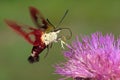Clearwing moth collects nectar from purple flower