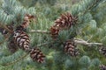 Cleary japanese white pine cones