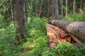 Cleaved, fallen pine tree in the forest Royalty Free Stock Photo
