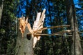 Cleaved tree, strong wind broken the pine tree Royalty Free Stock Photo