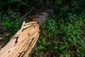 Cleaved tree, strong wind broken the pine tree