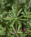 Cleavers, Galium aparine