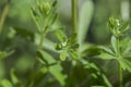 Cleavers, Galium aparine