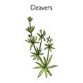 Cleavers Galium aparine , or goosegrass, catchweed, stickyweed, medicinal herb Royalty Free Stock Photo