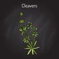 Cleavers Galium aparine , or goosegrass, catchweed, stickyweed, medicinal herb