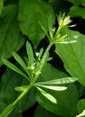 The Cleavers Galium aparine Royalty Free Stock Photo