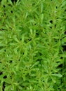 The Cleavers Galium aparine