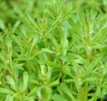 The Cleavers Galium aparine