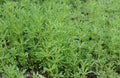 The Cleavers Galium aparine