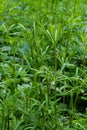 The Cleavers Galium aparine have been used in the traditional medicine for treatment of disorders of the diuretic, lymph systems