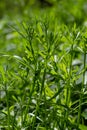 The Cleavers Galium aparine have been used in the traditional medicine for treatment of disorders of the diuretic, lymph systems