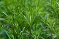 The Cleavers Galium aparine have been used in the traditional medicine for treatment of disorders of the diuretic, lymph systems