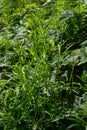 The Cleavers Galium aparine have been used in the traditional medicine for treatment of disorders of the diuretic, lymph systems