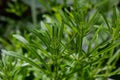 The Cleavers Galium aparine have been used in the traditional medicine for treatment of disorders of the diuretic, lymph systems