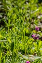 The Cleavers Galium aparine have been used in the traditional medicine for treatment of disorders of the diuretic, lymph systems Royalty Free Stock Photo