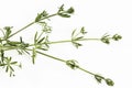 Cleavers Galium Aparine isolated on white.