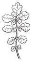 Cleft Leaf vintage illustration