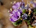 Cleftleaf Wild Heliotrope Phacelia Crenulata