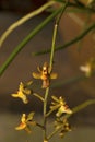 Cleisostoma appendiculatum, Orchid. Durgapur village