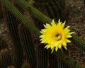 Cleistocactus Borzicactus icosagonus