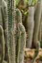 Cleistocactus candelilla