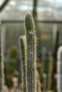 Cleistocactus candelilla