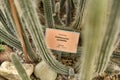 Cleistocactus candelilla