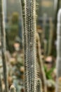 Cleistocactus candelilla close up