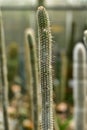 Cleistocactus candelilla close up