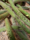 Cleistocactus inside botanical park