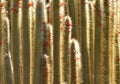 Cleistocactus jujuyensis