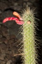 Cleistocactus smaragdiflorus in flower