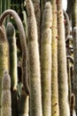 Cleistocactus Strausii cactus plant in the garden