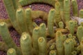 Cleistocactus strausii, commonly known as the silver torch or wooly torch