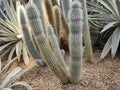 Cleistocactus strausii, commonly known as wooly torch