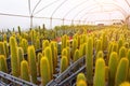 Cleistocactus a variety of farm grown in greenhouses industrial. Business for sale, selection, export Royalty Free Stock Photo